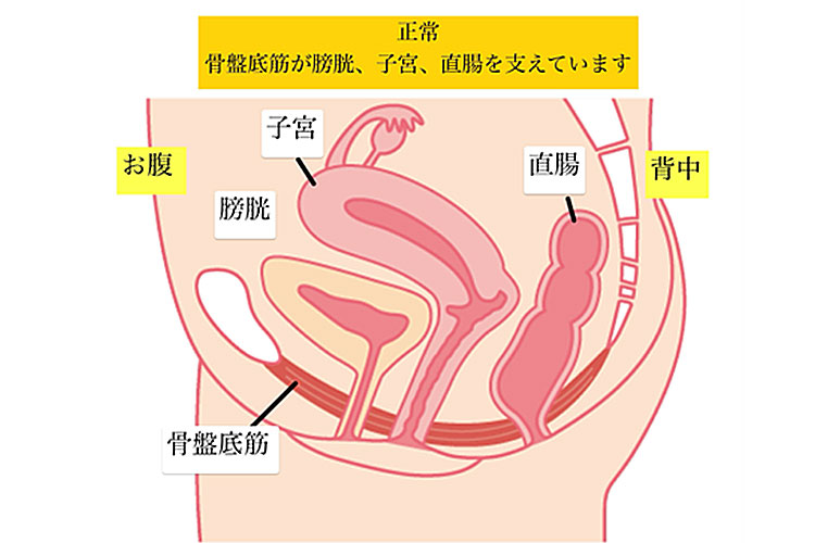 骨盤臓器脱の分類・正常な状態